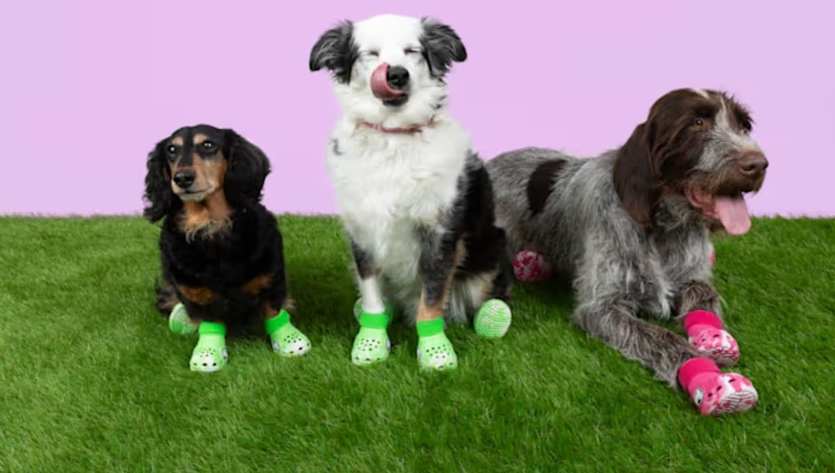 Crocs lanza sandalias para perritos: así lucen