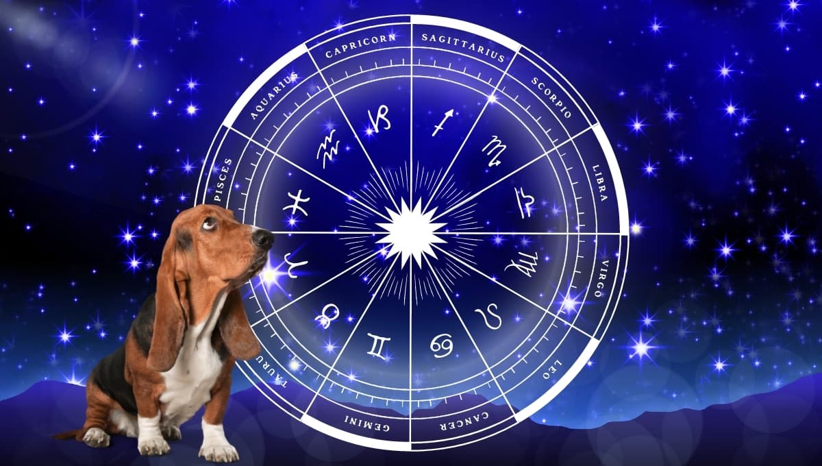 Horóscopo de tu perro: Las predicciones para tu lomito hoy sábado 12 octubre