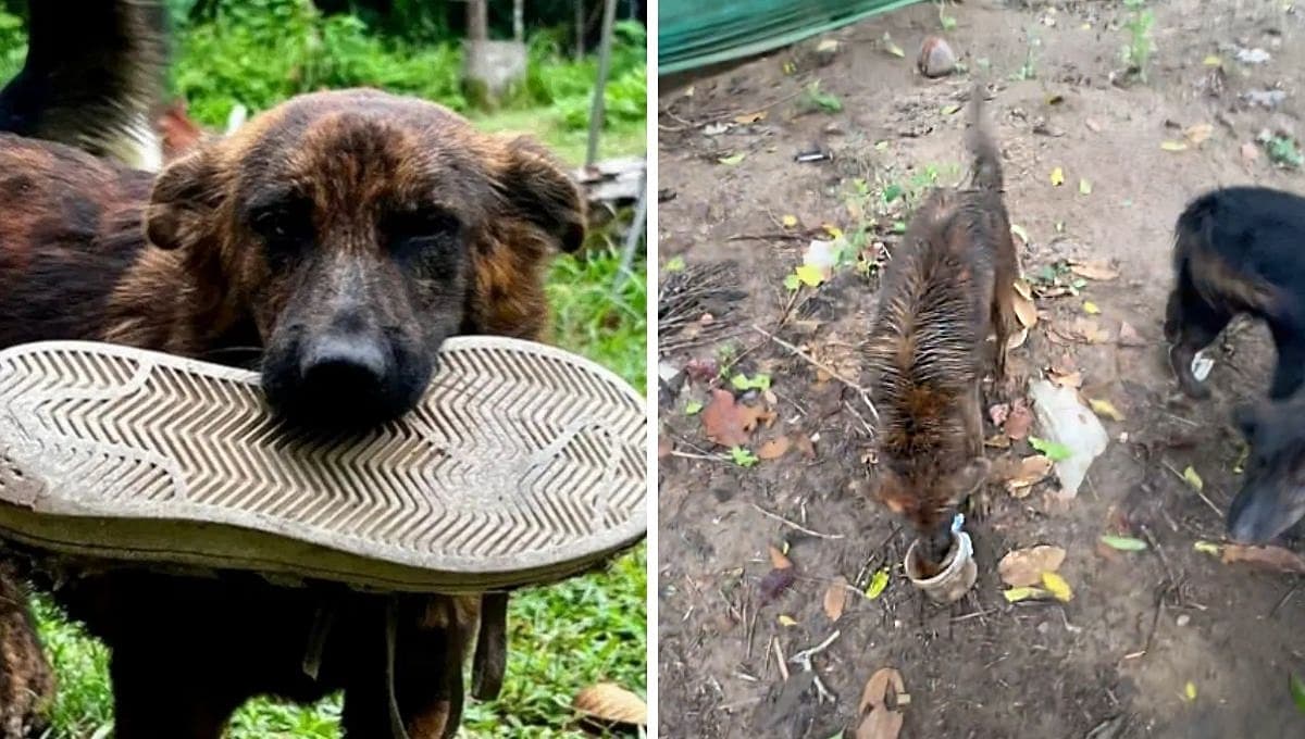 Perro callejero entrega regalos a quienes le dan de comer