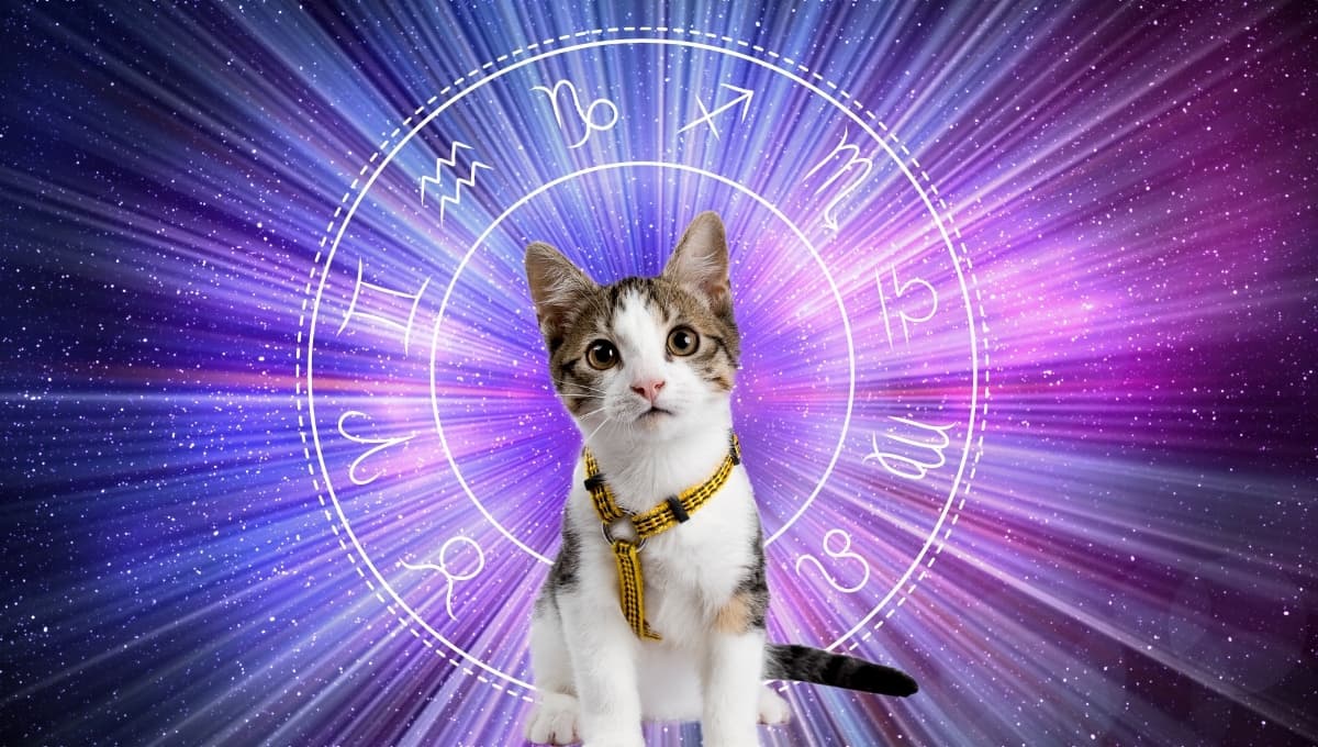 Horóscopo de tu gato: Las predicciones para tu michi hoy sábado 12 octubre