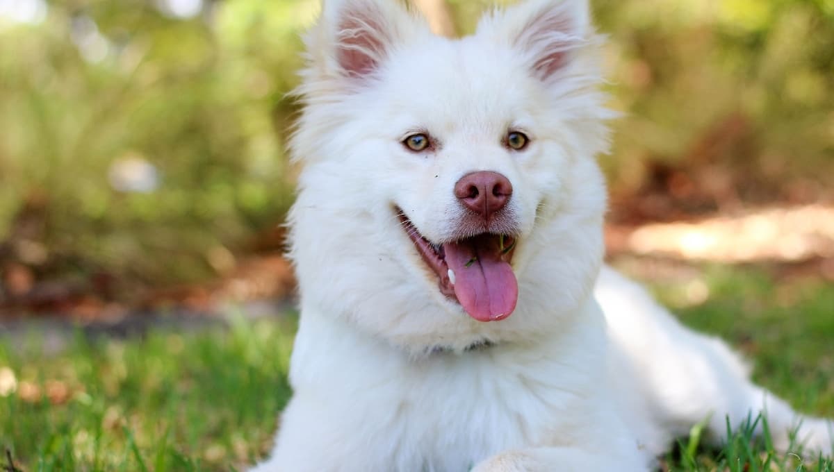 Así puedes entender el lenguaje de tu perro