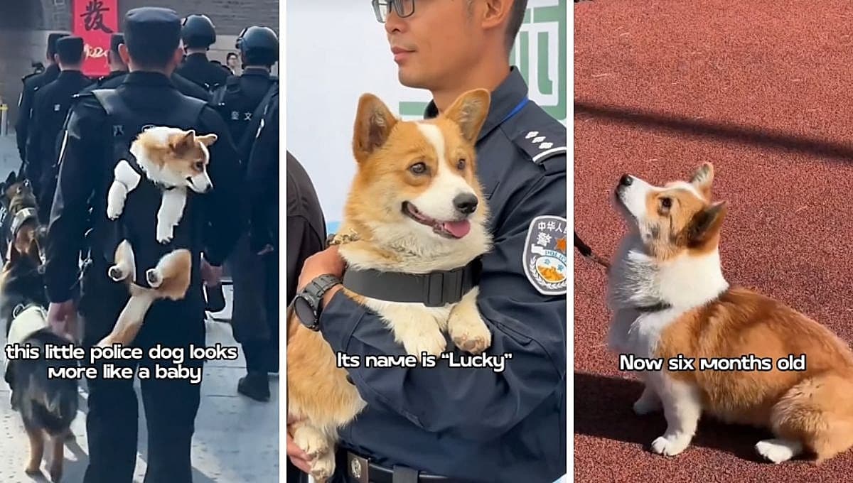 El perro corgi que se convirtió en policía en China