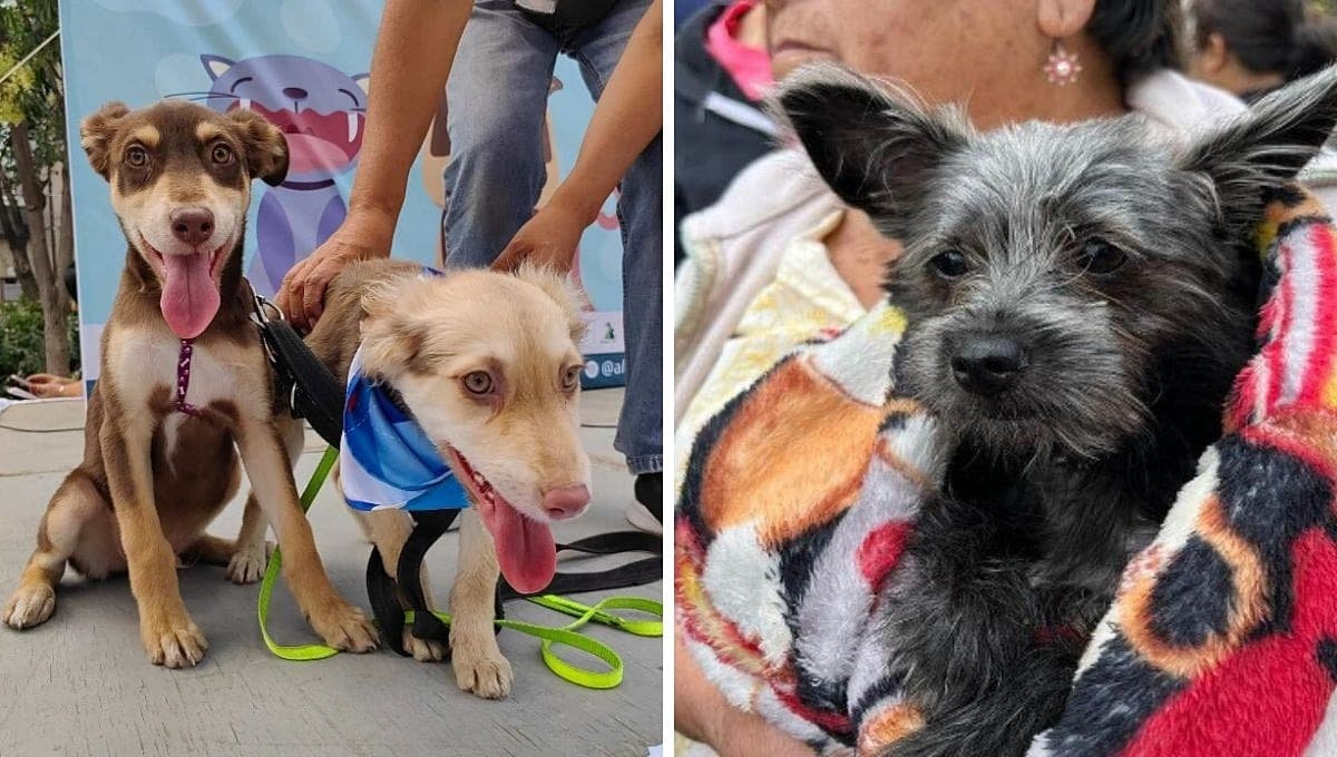 ¿Cómo adoptar un perro o gato en el Can Fest?