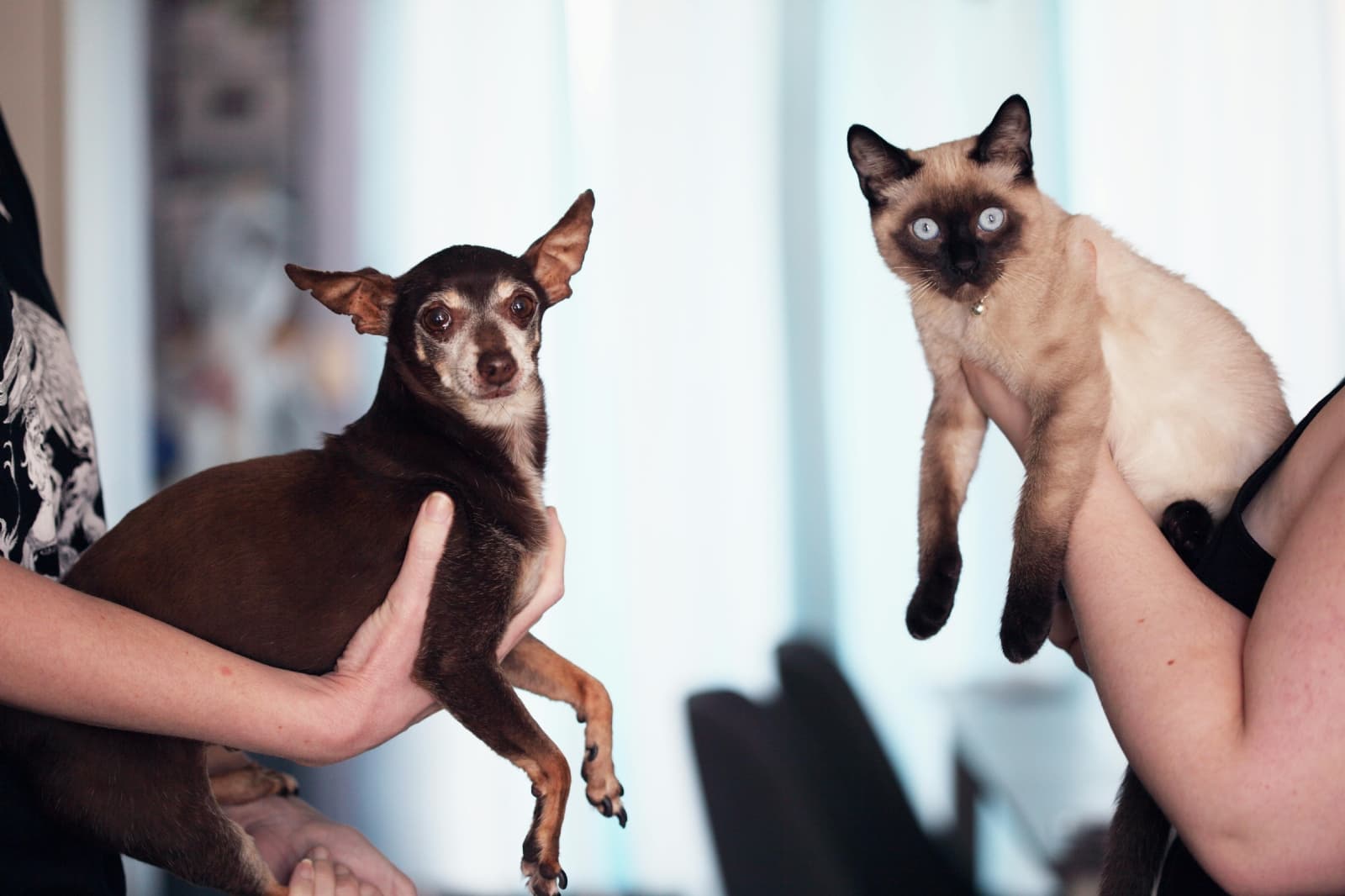 ¿Te sientes solo? Guía para adoptar una mascota en México paso a paso