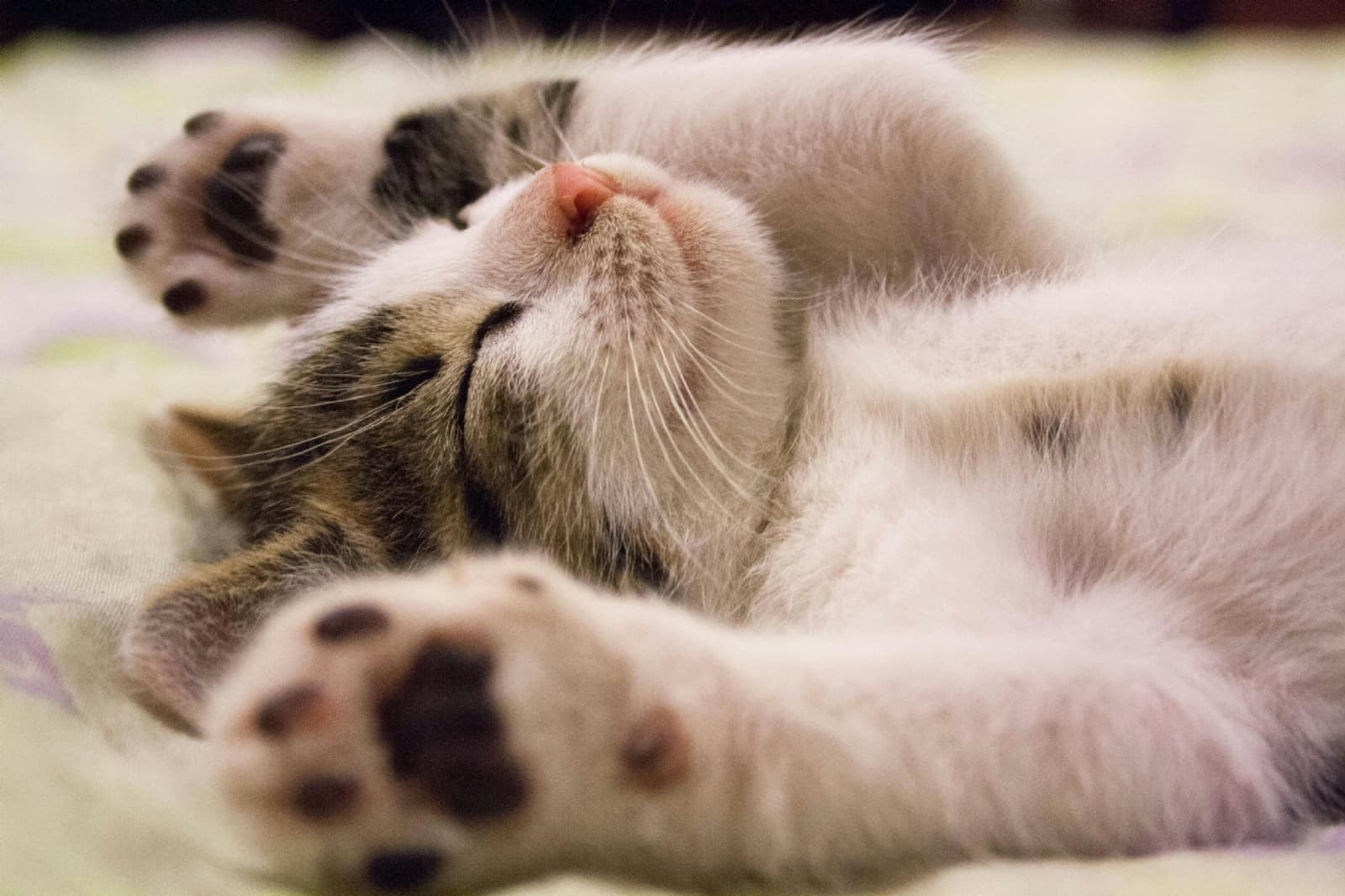 ¿Qué sueñan los gatos, según la ciencia?