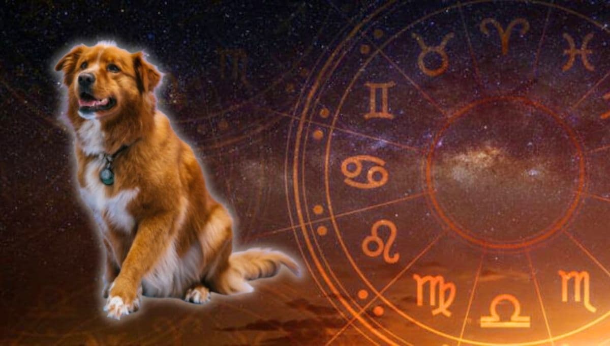 Horóscopo de tu perro: Las predicciones para tu lomito hoy domingo 20 octubre