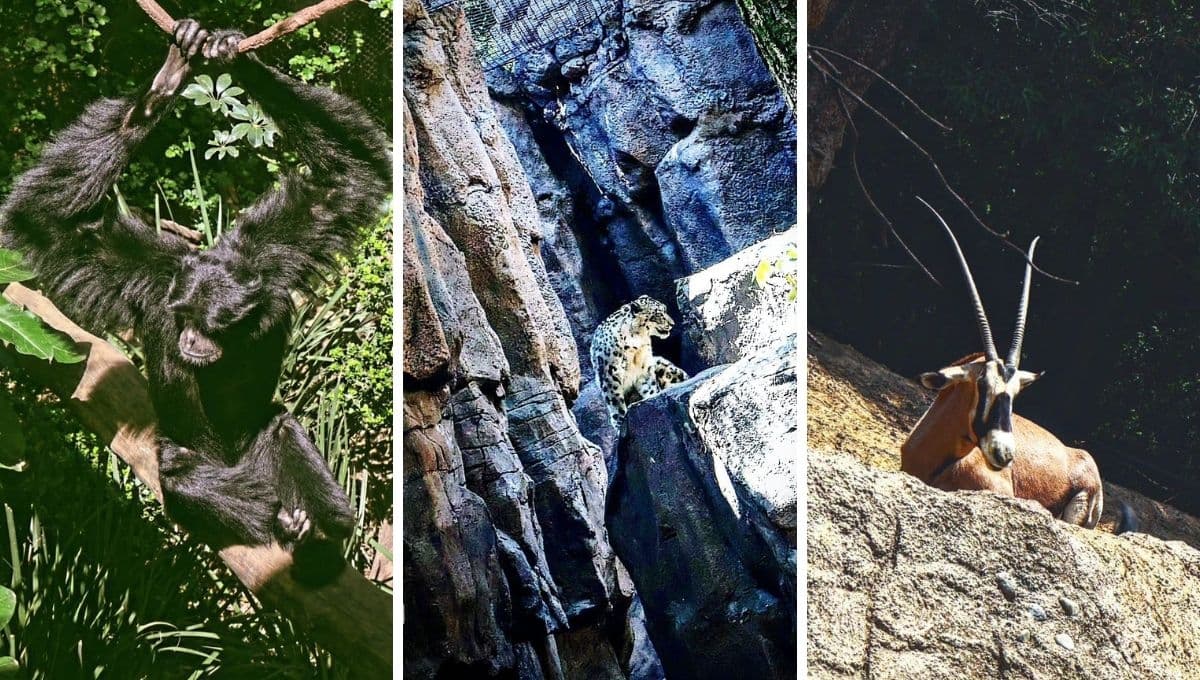 Zoológico de Chapultepec: Precio, horarios, animales y lo que debes saber en 2024