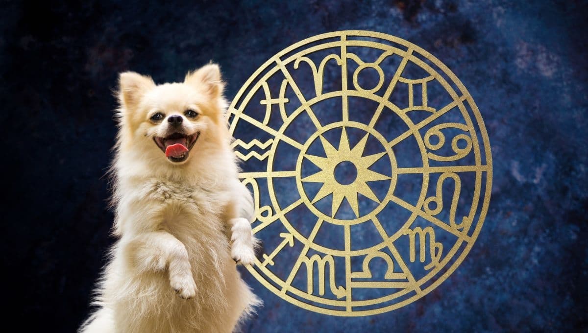 Horóscopo de tu perro: Las predicciones para tu lomito hoy martes 15 octubre