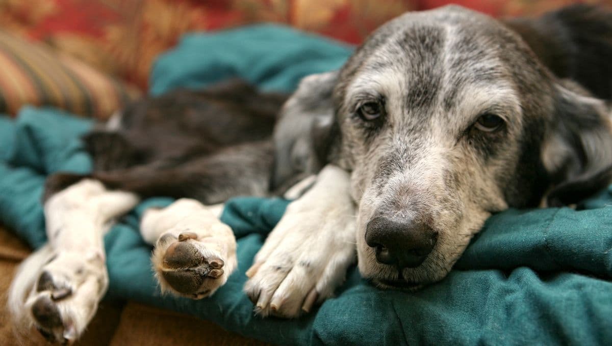 ¿Cuánto tiempo vivirá tu perro? Crean herramienta que puede predecirlo