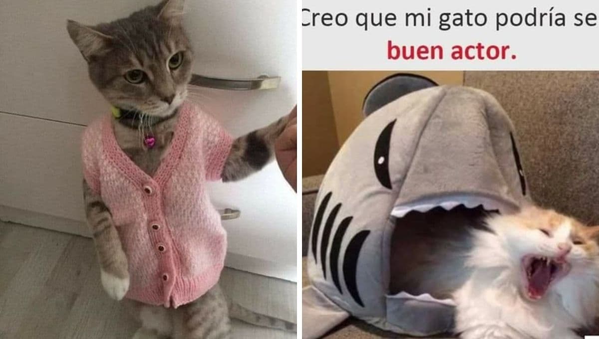 7 memes de gatos graciosos y tiernos para animarte este inicio de semana