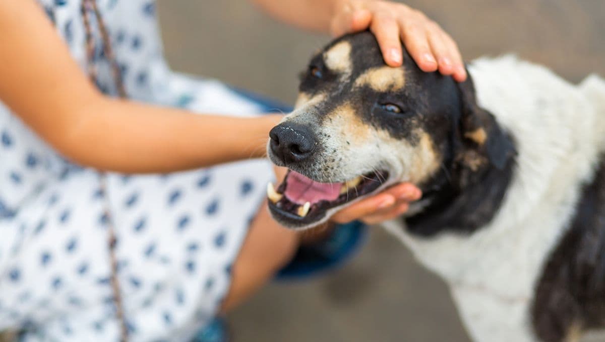 ¿Qué significa cuando un perro de la calle te sigue?