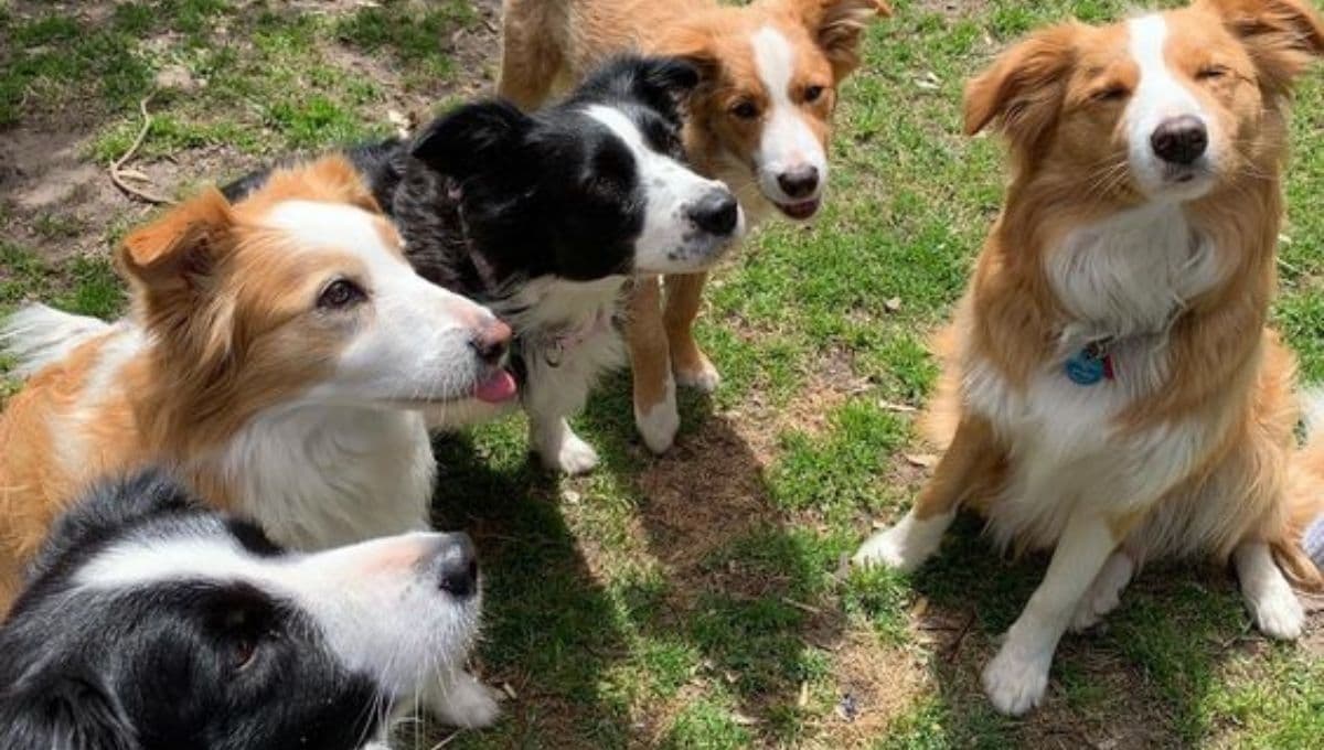 Adiestramiento canino en CDMX: Lugares donde tú y tu lomito pueden tomar clases GRATIS