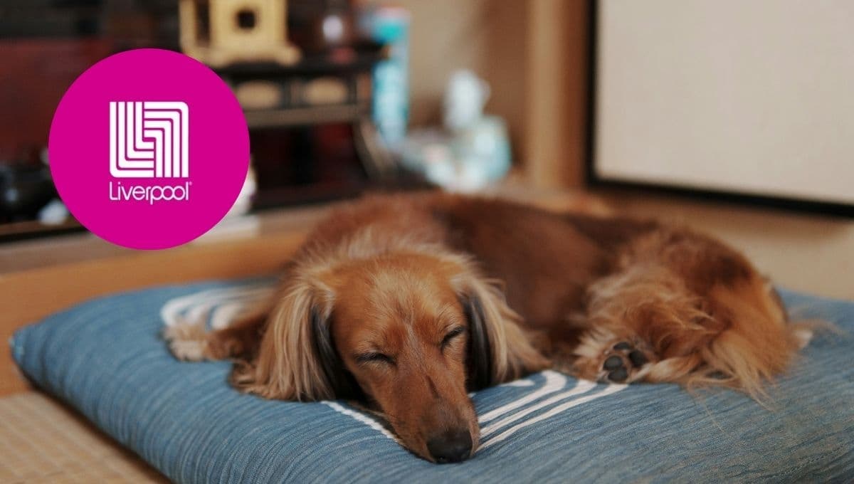 Liverpool: La cama para tu perrito con DESCUENTO que combinará con tu decoración de Halloween