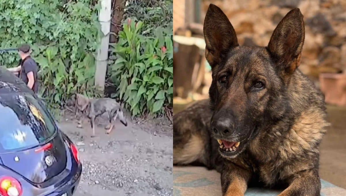 Abandonan a perrita en CDMX: La dejaron amarrada a un poste y luego huyeron | VIDEO
