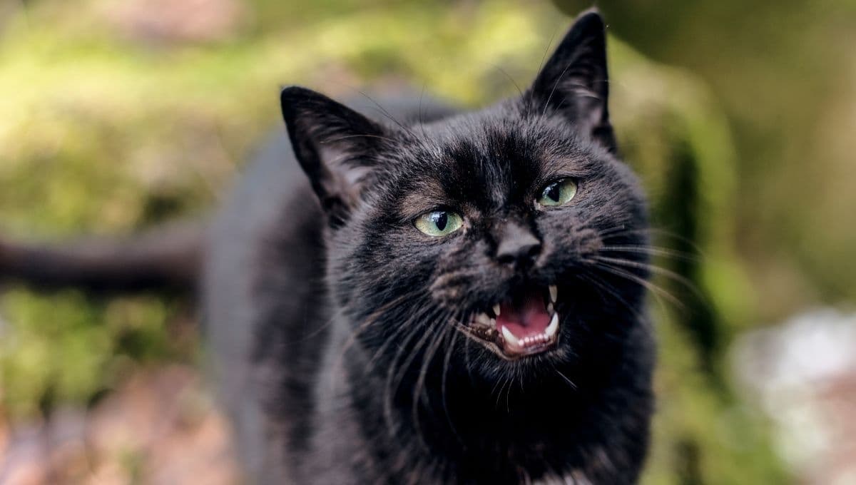 ¿Por qué mi gato maúlla mucho? 5 razones y su posible solución