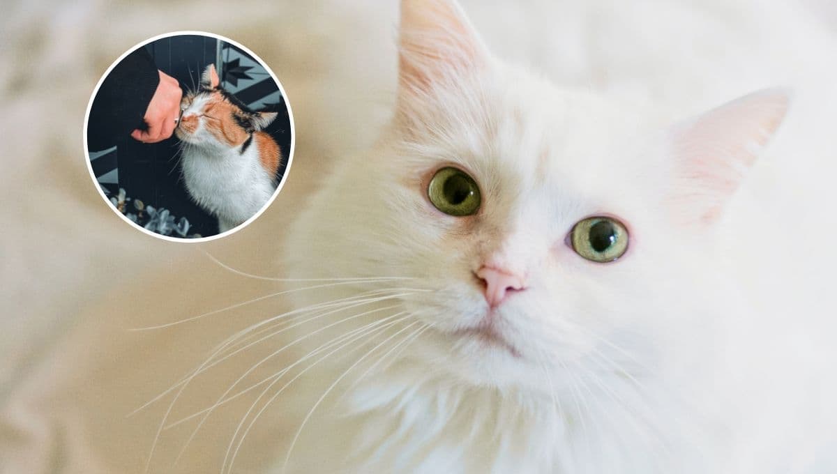 ¿Cómo saber si mi gato me quiere y es feliz en casa?