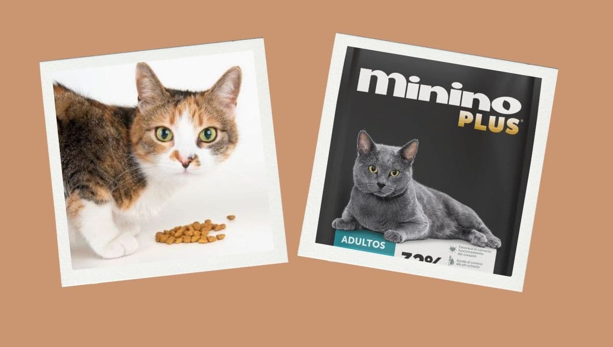 ¿Qué tan bueno es el alimento Minino para gatos según Profeco?