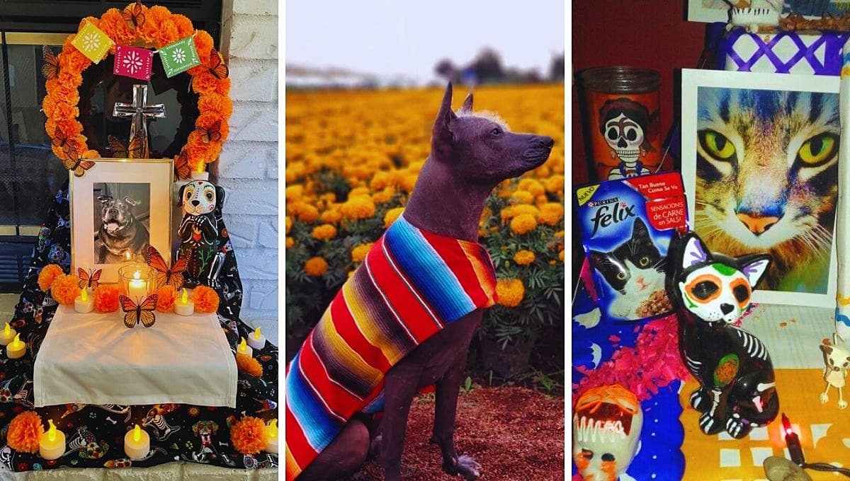 Día de Muertos de las Mascotas: ¿Cuándo se les pone ofrenda y cuándo llegan?