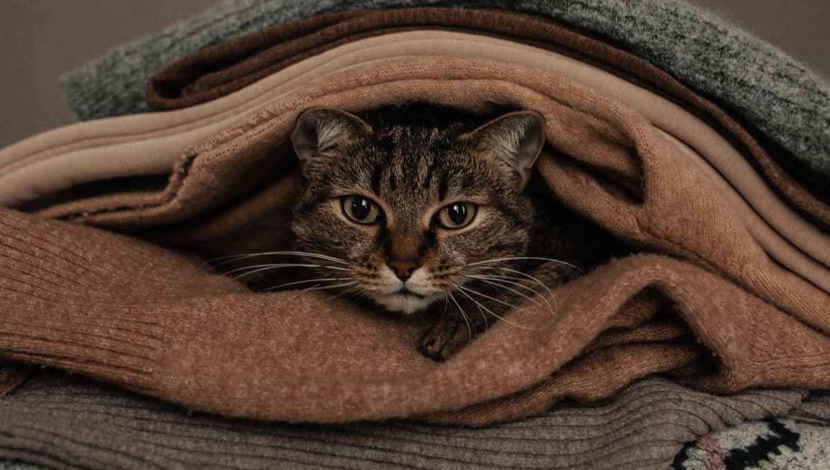 ¿Por qué mi gato orina mi ropa? Razones y cómo evitarlo