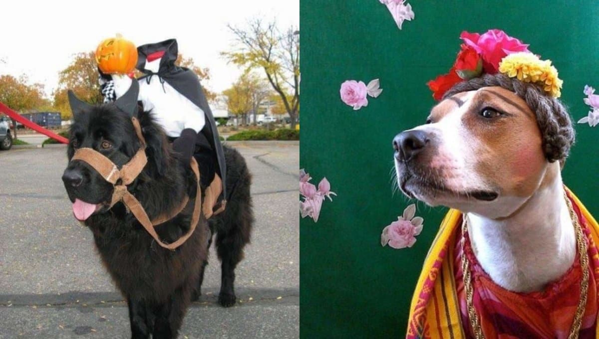 5 disfraces divertidos y originales para tu perro grande en Halloween