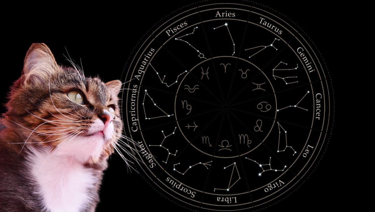 Horóscopo de tu gato: Las predicciones para tu michi hoy miércoles 16 octubre