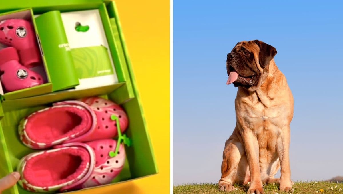Crocs para perros grandes: Precio y dónde comprar en México