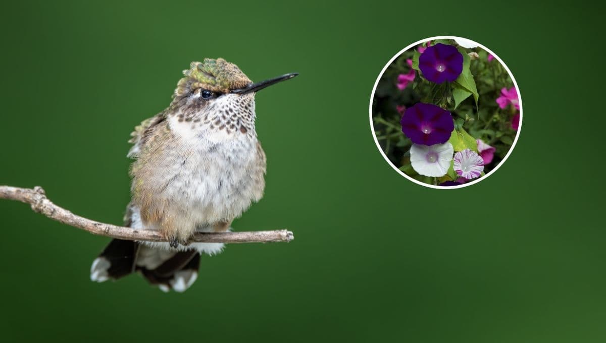 ¿Cómo atraer colibríes rápido y natural al jardín?
