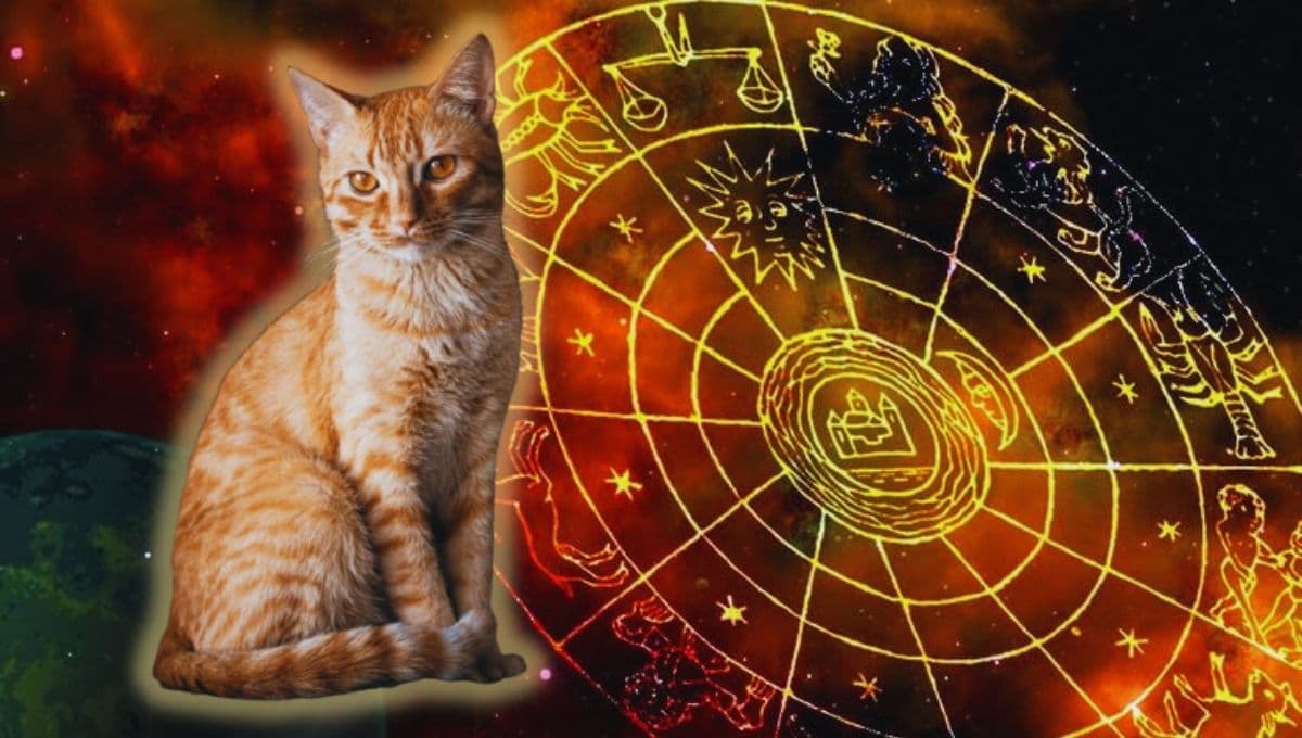 Horóscopo de tu gato: Las predicciones para tu michi hoy lunes 21 octubre