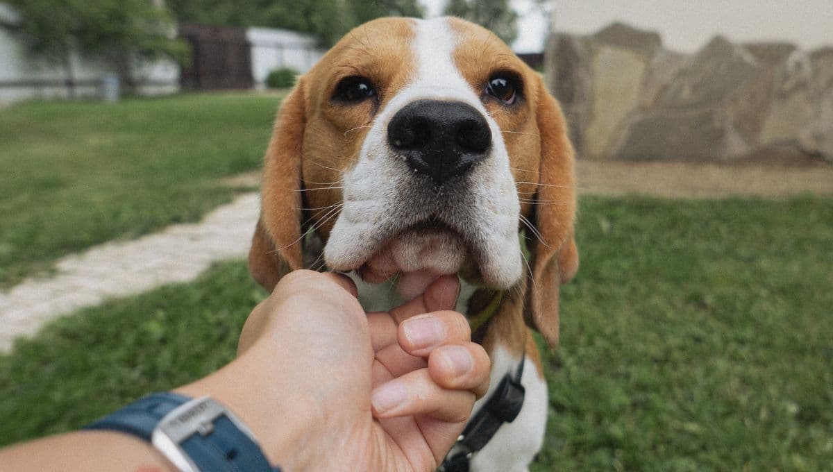 ¿Por qué mi perro se rasca el trasero en el suelo? Significado y qué hacer
