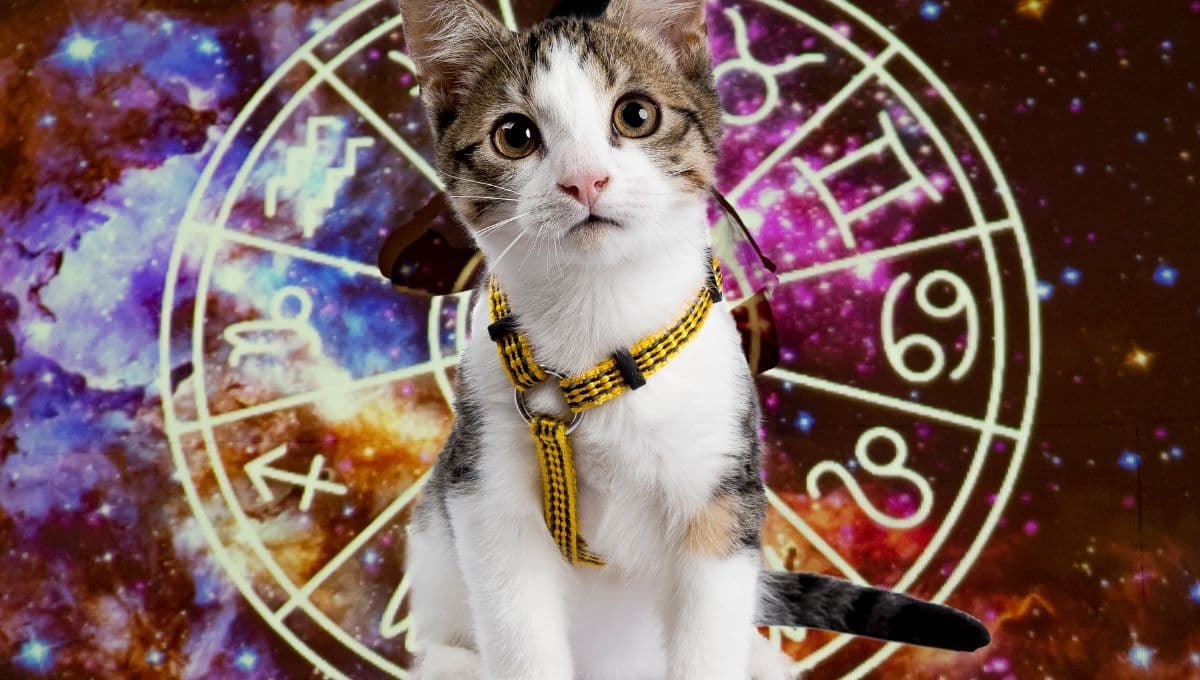 Horóscopo de tu gato: Las predicciones para tu michi hoy jueves 17 octubre