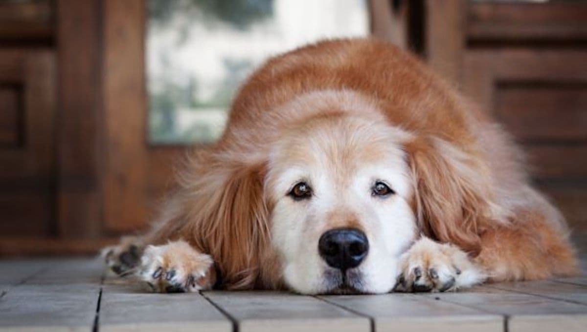 ¿Cómo saber si mi perro tiene sobrepeso? tips para detectarlo y cuidar de su salud