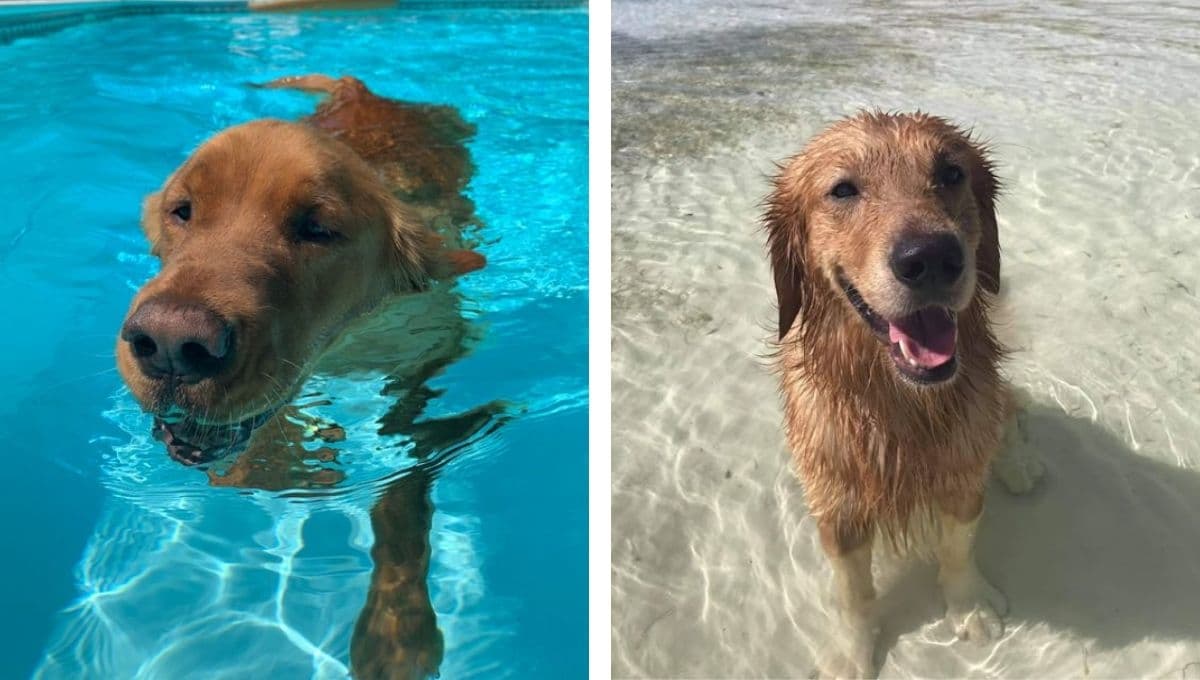 ¡Ten cuidado! Esto es lo que le pasa a tu perrito si le das agua con sal