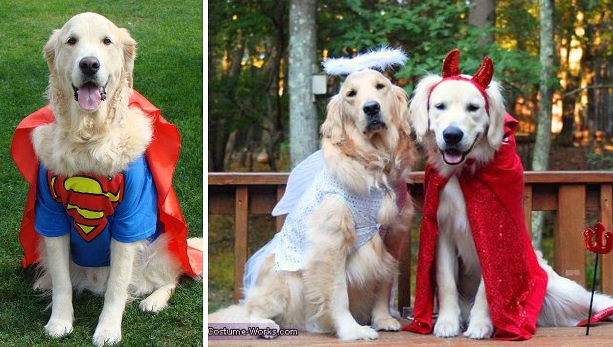 5 ideas de disfraces de Halloween para perros grandes tipo pitbull, husky o labrador