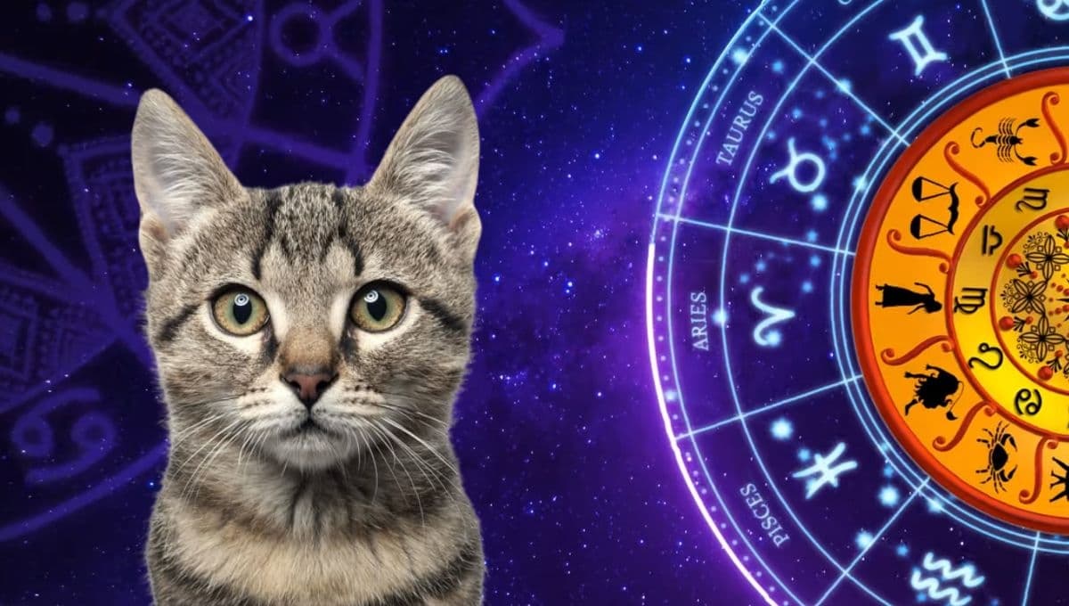 Horóscopo de tu gato: Las predicciones para tu michi hoy viernes 18 octubre