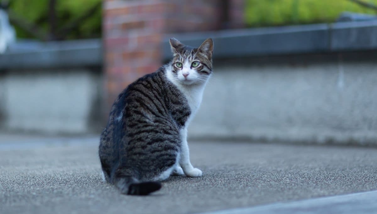 ¿Cómo adoptar a un gato callejero? Cosas impresindibles que debes saber