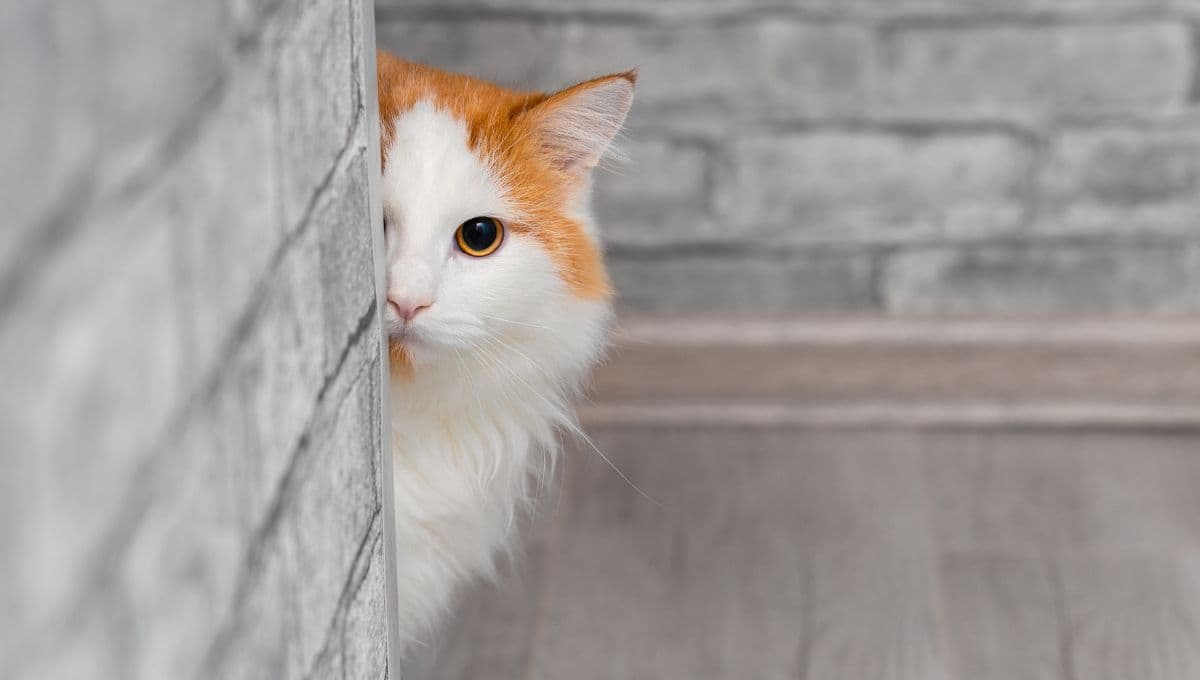 ¿Por qué mi gato se esconde cuando tengo visitas?