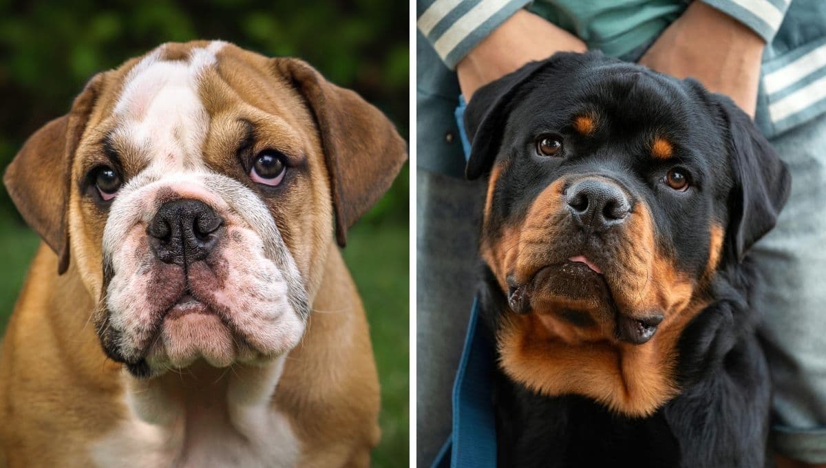 Las 9 razas de perros más robadas en México: los revenden, secuestran y hasta ponen a pelear