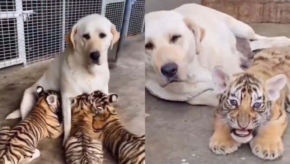 VIDEO: Perros crían a cachorros de tigre y al crecer se llevaron una increíble sorpresa