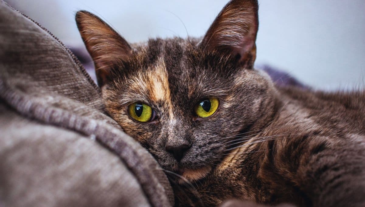 ¿Cómo es la personalidad de los gatos carey?