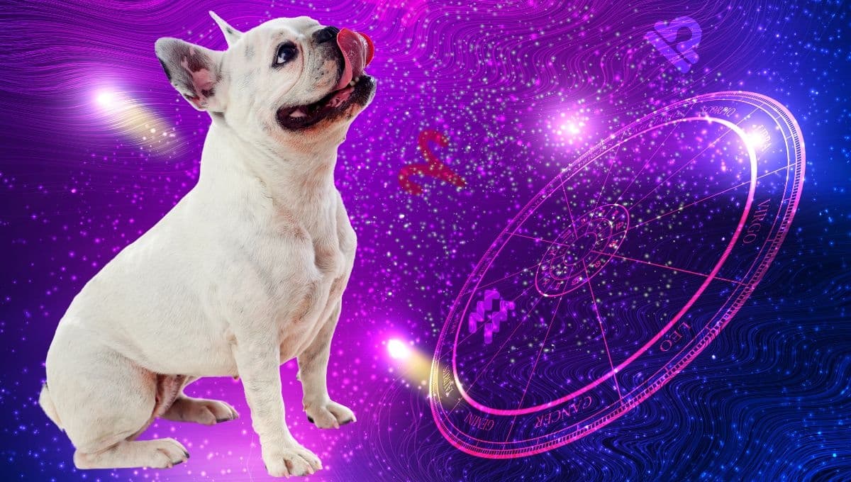Horóscopo de tu perro: Las predicciones para tu lomito hoy sábado 19 octubre