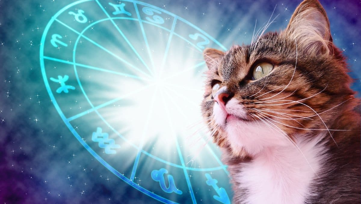 Horóscopo de tu gato: Las predicciones para tu michi hoy sábado 19 octubre