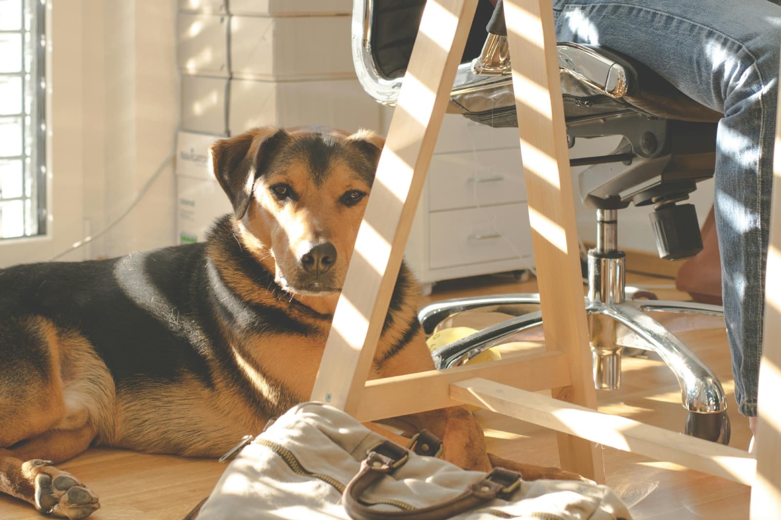 Perritos en China trabajan para sanar sus necesidades; así lo hacen