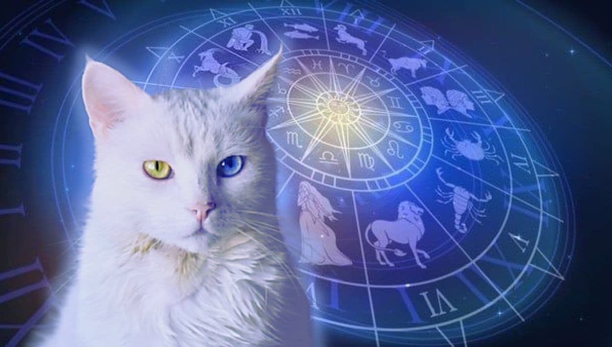 Horóscopo de tu gato: Las predicciones para tu michi hoy domingo 27 de octubre
