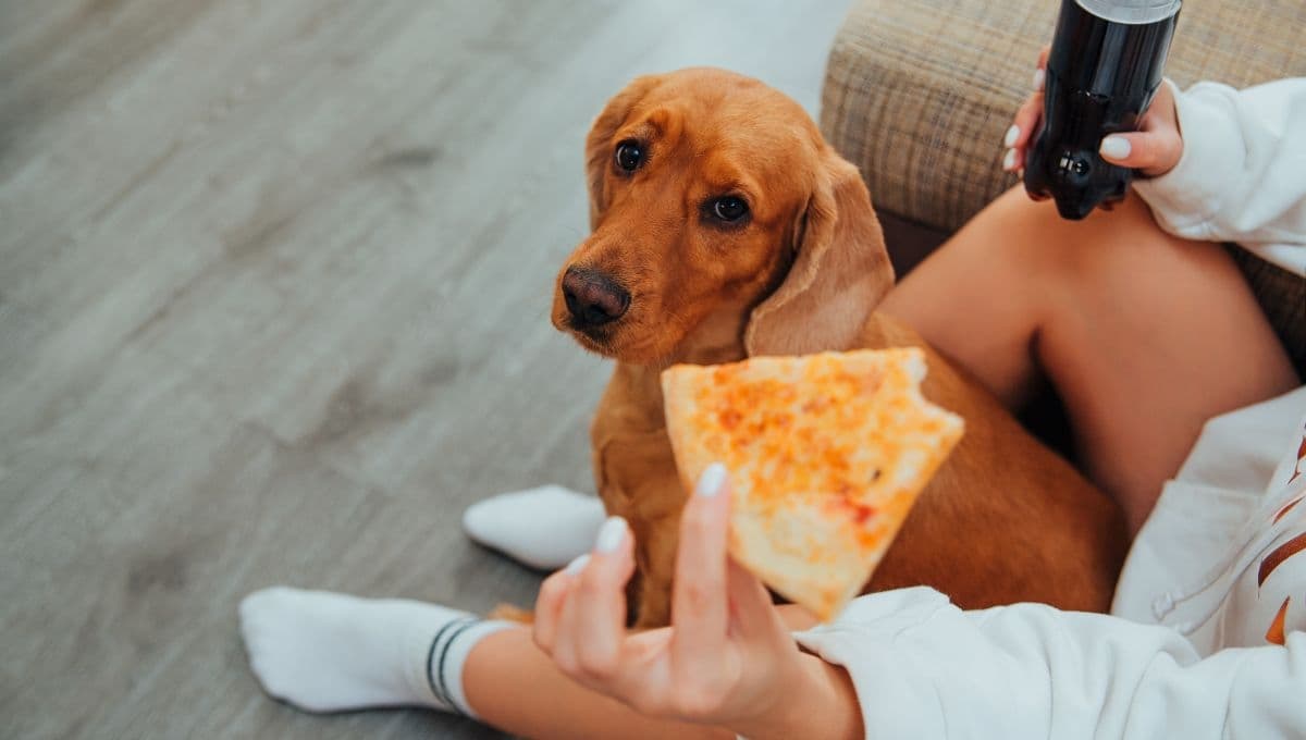 ¡No le des pizza a tu perro! Esta es la peligrosa razón