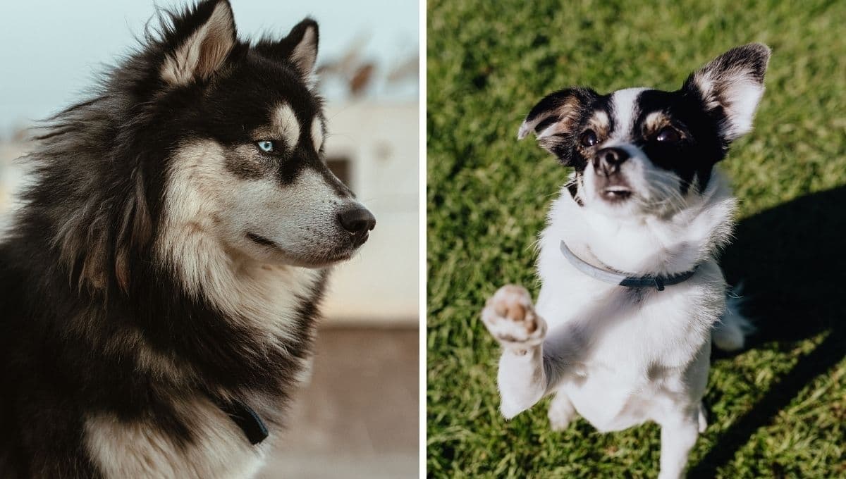 TEST sencillo para saber cuál es mi raza de perro ideal