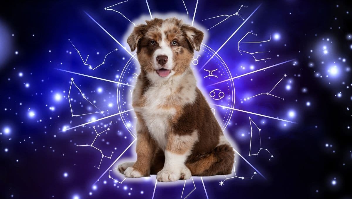 Horóscopo de tu perro: Las predicciones para tu lomito hoy martes 22 de octubre