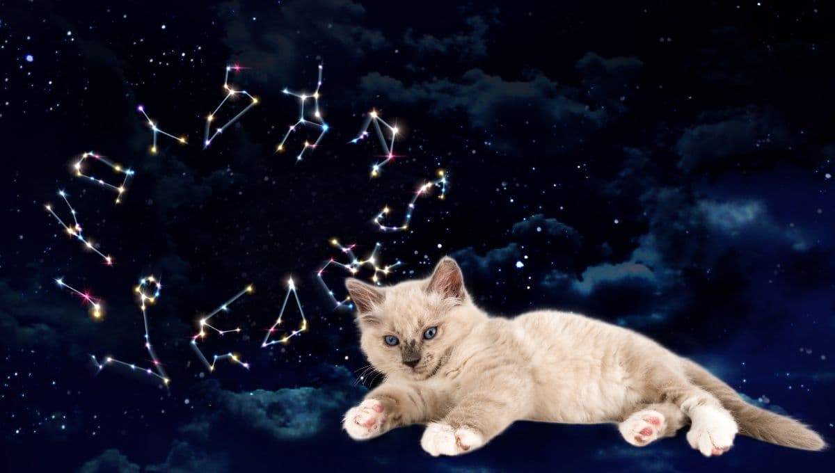 Horóscopo de tu gato: Las predicciones para tu michi hoy martes 22 octubre