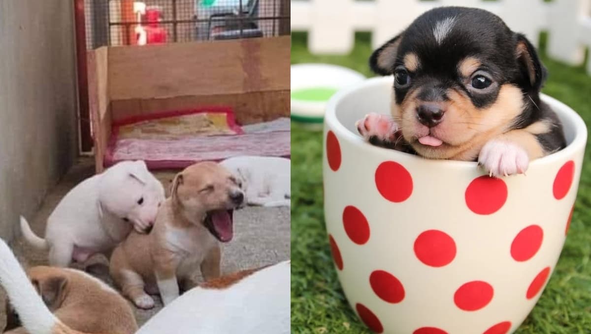 5 nombres bonitos para perros machos pequeños y su significado