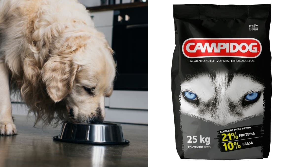 ¿Qué tan buenas son las croquetas Campidog de Bachoco para perro?