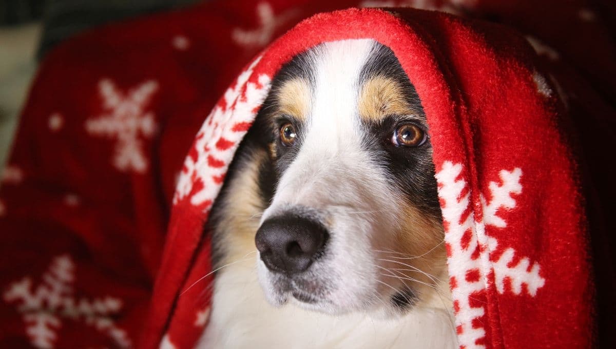 ¿Cómo cuidar a mi perro del frío? 5 consejos para que esté bien calientito
